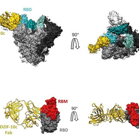 Cryo Em Map Of The Dzif C Fab Sars Cov S Complex A Cryo Em Map