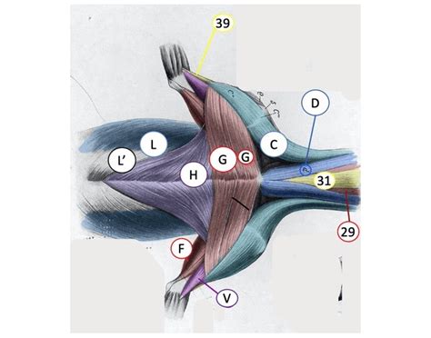 Superficial thoracic muscles dog Quiz