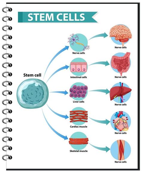 a spiral notebook with the words stem cells on it and pictures of different things inside