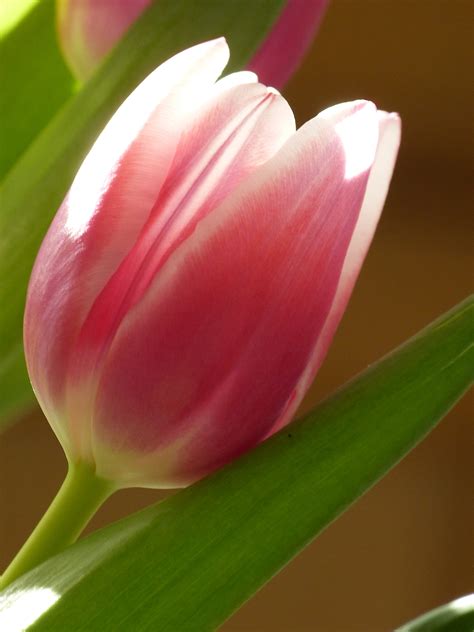 Poze Natură Plantă Floare Petală A Inflori Lalea Buchet Arc