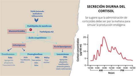 SOLUTION Farmacolog A Gl Ndula Suprarrenal Studypool