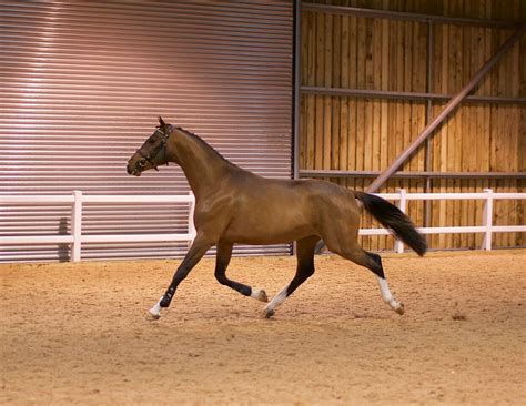 Stallions At Stud