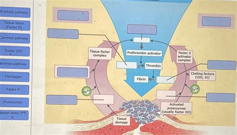 [ANSWERED] Extrinsic pathway Tissue factor Factor III Common pathway ...