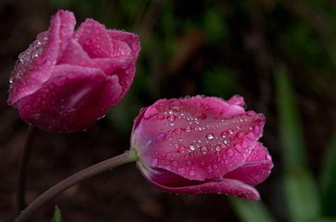 Tulips In The Rain Photograph By Carol Conkling Fine Art America