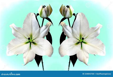 Super Large Majestic White Madonna Lily Duo Stock Photo Image Of