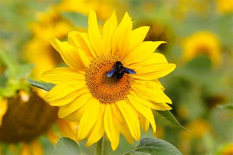 Große Holzbiene Xylocopa violacea 1 Blaue Holzbiene X Flickr