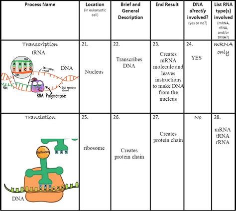 Amoeba Sisters Protein Synthesis Worksheets