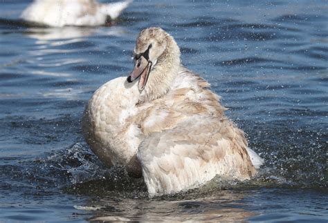 Splashing Around Mute Swan On Killingworth Lake Tyneside Steven