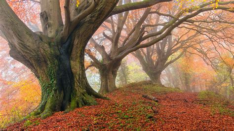 Wallpaper Sunlight Trees Landscape Forest Nature Branch Tree