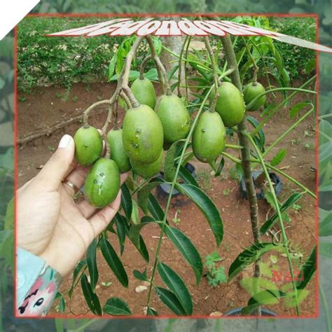 Jual Bibit Buah Kedondong Super Unggul Dan Genjah Bisa Tanam Dalam Pot