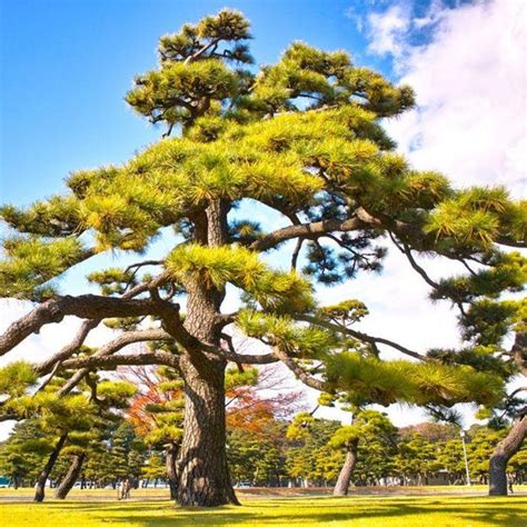 Japanese Black Pine Trees For Sale Garden Goods Direct