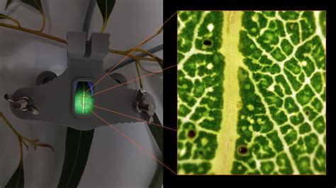 Xylem Cavitation Imaging Cavicams