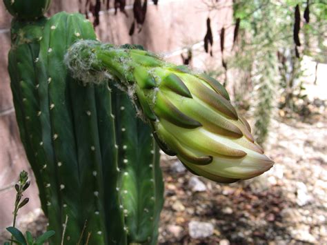 San Pedro Cactus Flower Bud San Pedro Cacti Flower Bud Cactus Flower