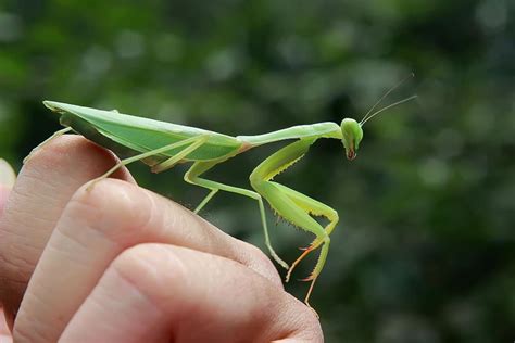 Biblical Meanings Of Seeing A Praying Mantis House