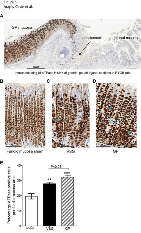 Immunostaining of parietal cell H+/K+-ATPase in fundic mucosa. (A ...