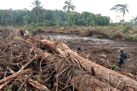 Conservationists Decry Palm Oil Giants Exit From Hcsa Forest