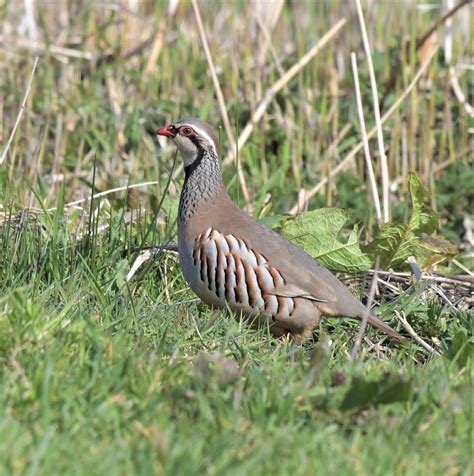 Red Legged Partridge Martin Mere Paul Billington Flickr