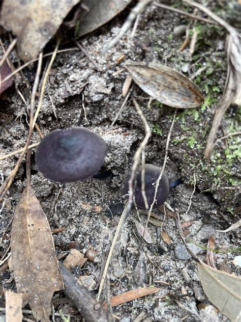 Pinkgills From Strickland State Forest Somersby Nsw Au On January