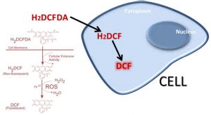 Ros Detection Assay Kit Canvax