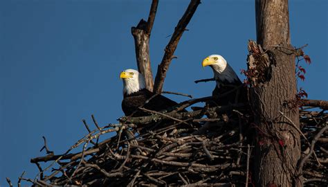 A Pair of nesting Bald Eagles : r/birdwatching