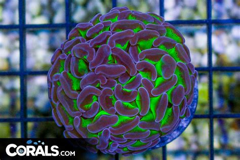 Big Branching Hammer Frag Australia Neon Stems Purple Tips Corals