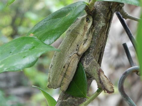 Tree frog hiding from the rain.