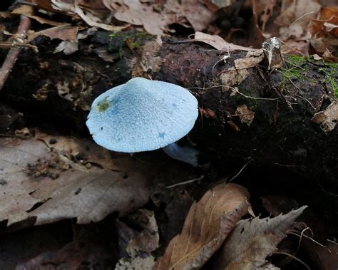 On Twitter Entoloma Virescens