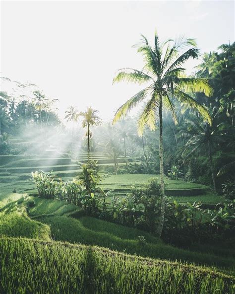 suasana kampung sawah padi - Stewart Hemmings