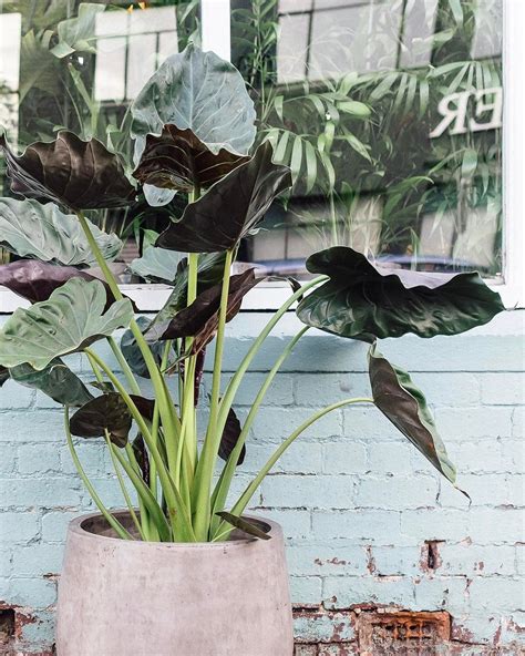 13 Amazing Alocasia Varieties You Will Love Artofit