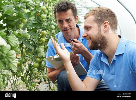 Two Male Agricultural Workers Checking Tomato Plants In Greenhouse