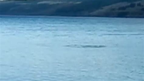 Is this final proof of the Loch Ness monster? Tourist's new video shows ...