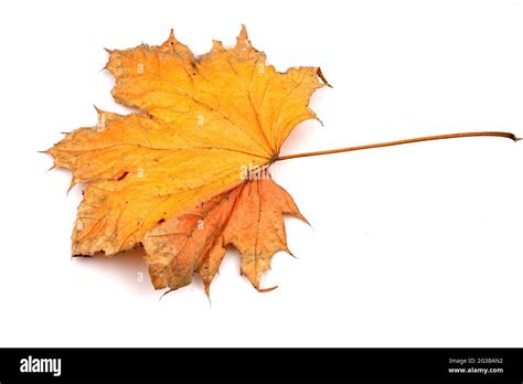 Colorful Autumn Maple Leaf Isolated On White Background Stock Photo Alamy