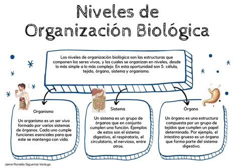 Niveles De Organizacion Biologica Sistema Un Sistema Es Un Grupo De