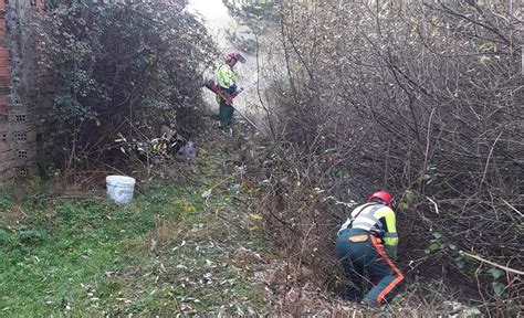 Las brigadas forestales de la Diputación de Soria acometen la limpieza