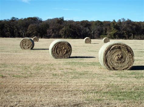 Round Hay Bales Stock Image Image Of Farming Round 46631229