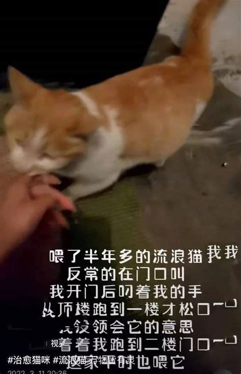 女子喂养流浪猫半年多，原主人找上门来：这是我养的猫猫咪姐姐养猫