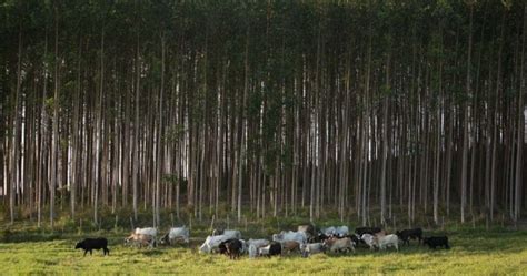 Projeto Abc Cerrado Recupera Mais De Mil Hectares De Reas