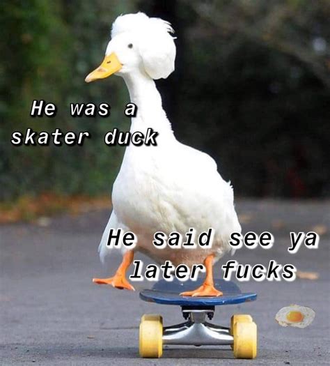 Skater duck : memes