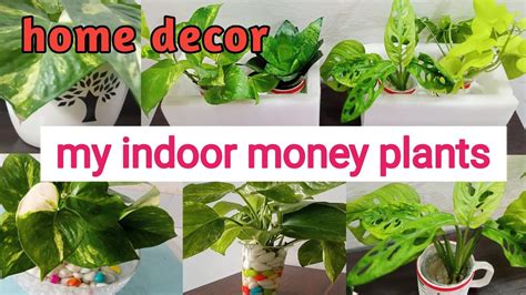 My Indoor Money Plants How To Decorate Home With Money Plant