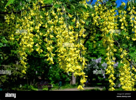 Tree With Many Yellow Flowers And Buds Of Laburnum Anagyroides The