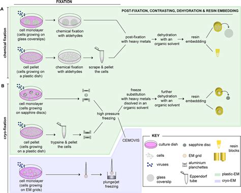 Viruses Free Full Text Viral Infection At High Magnification D