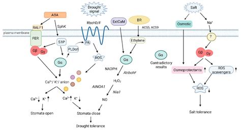 Heterotrimeric G Protein Signaling In Abiotic Stress Encyclopedia MDPI