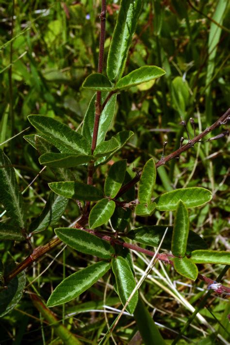 Desmodium Incanum Fabaceae Image At Phytoimages Siu Edu