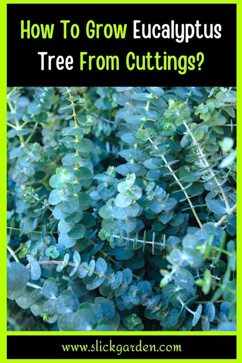 How To Grow Eucalyptus From Cuttings Artofit