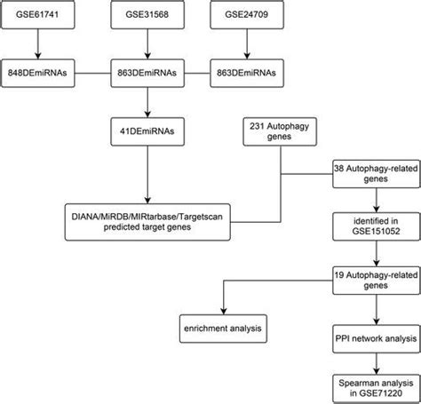 Full Article Autophagy Induced By Bcl Related Cerna Network