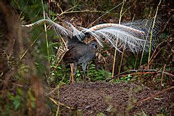 Lyrebird Facts for Kids