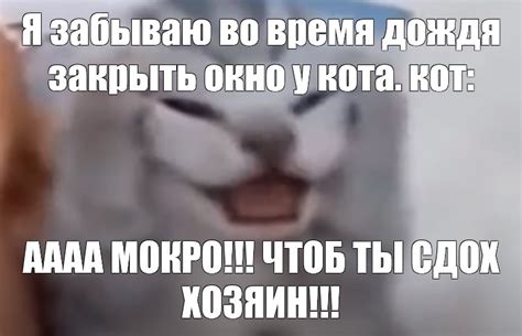 Мем: "Я забываю во время дождя закрыть окно у кота. кот: АААА МОКРО ...