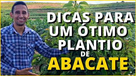 5 DICAS pra VOCÊ não ERRAR no PLANTIO de ABACATE Quais erros não