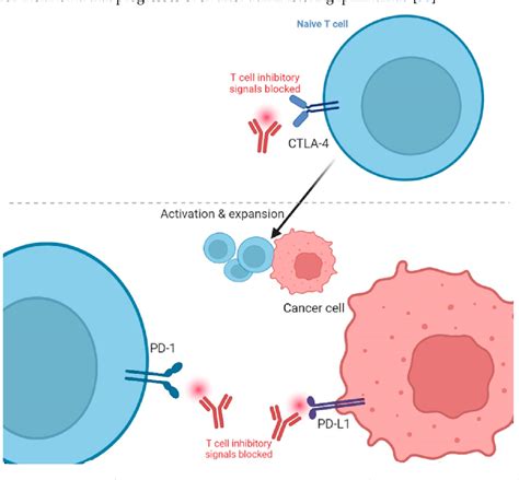 Figure 1 From Review Of The Immune Checkpoint Inhibitors In The Context