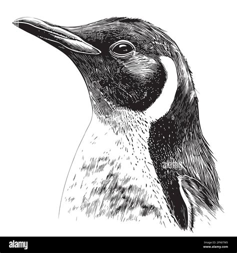 Penguin Face Hand Drawn Sketch In Doodle Style Illustration Stock